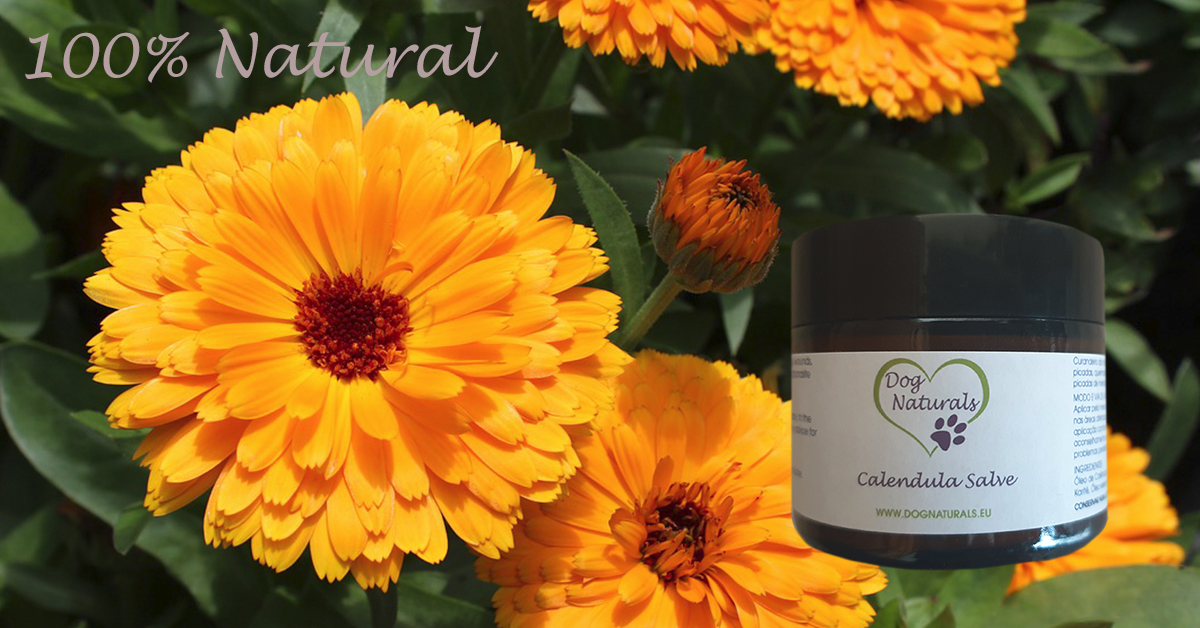Calendula salve
